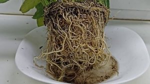 ЖЁСТКОЕ деление СПАТИФИЛЛУМА и восстановление ⚡ Как поделить спатифиллум, чтобы выжила каждая часть