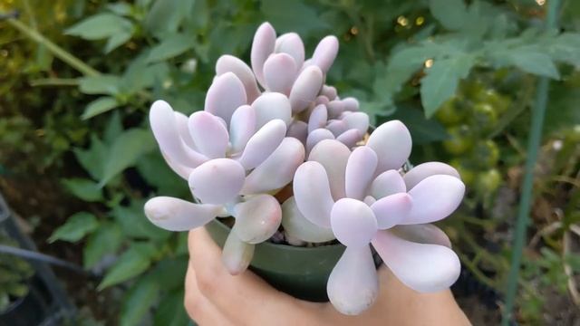 Moonstones Pachyphytum Oviferum смотреть онлайн