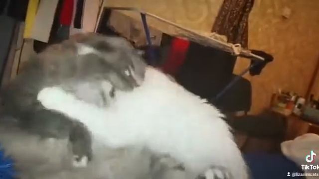 #catslove любовь кошек смотреть онлайн