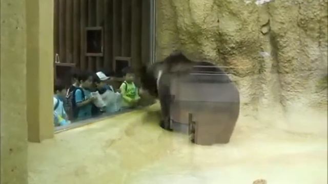 Медведь в Зоопарке смотреть онлайн