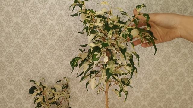 Фикус Бенджамина Кёрли/Формировочная обрезка/Особенности размножения фикуса Кёрли/укоренение в грун смотреть онлайн