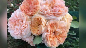 Плетистая роза итальянских кровей - Эприкот Скай ;rose climber Apricot Sky #garden #roses #climbing