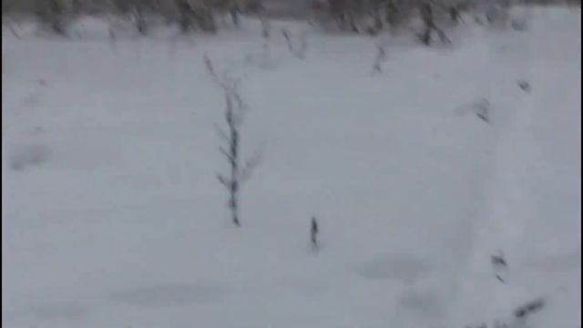 Лайка на шее🤣🤣🤣 смотреть онлайн