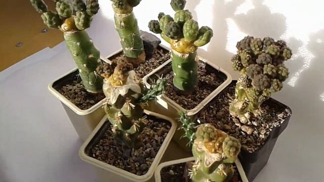 Кактусы Puna bonnieae смотреть онлайн