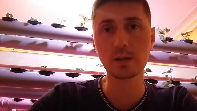 Клубника на гидропонике Вложения смотреть онлайн