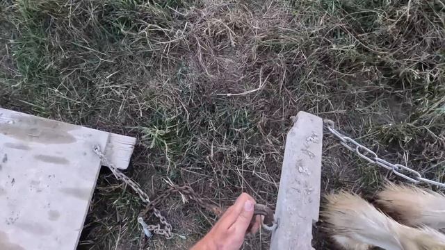 WHY HARNESS? Clydesdale Horse Training Progress смотреть онлайн