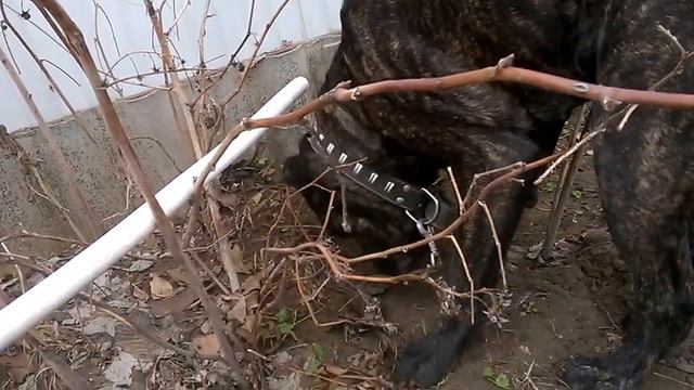 О породе, собака кане-корсо, смотреть фильмы про любовь к породе, кане-корсо лаванда - хозяюшка смотреть онлайн