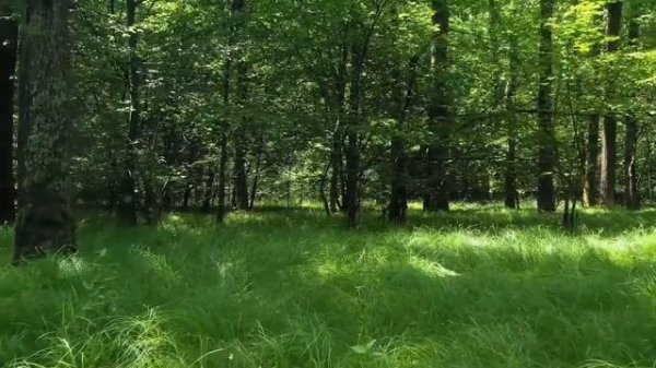 FAYOZ ISMINING MA'NOSI #FAYOZ #MANOSI #ISIM #ISMINING #MANO #ISMI #ISIMLAR #MANOLARI #ФАЁЗ #ИСИМ