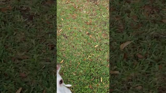 America Digs Italian Greyhound смотреть онлайн