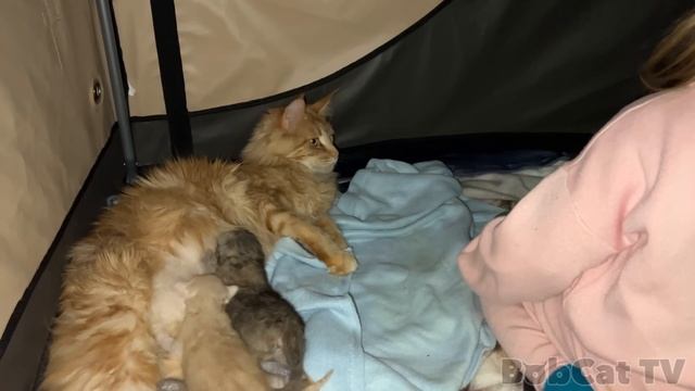 РЫСИНЫЕ ЗИМНИЕ ЗАБАВЫ / Алиса играет с Мелиссой и укладывает спать котят / Смотрим новую ванну бобр смотреть онлайн
