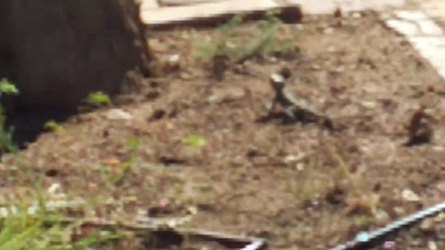 Шустрая агама, Израиль. Reptiles of Israel смотреть онлайн