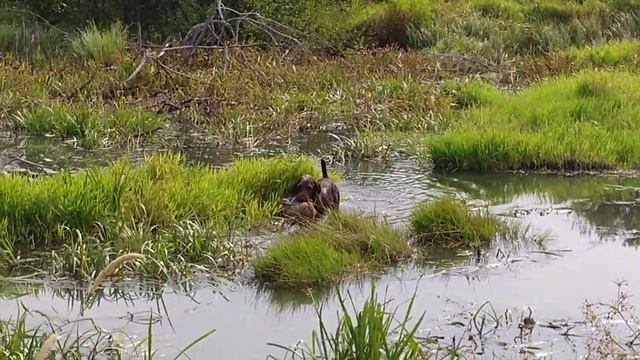 Подача утки, дратхаар Азарт, 1 год смотреть онлайн