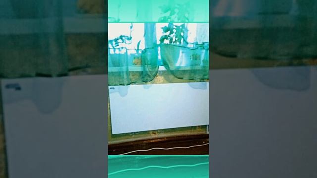 Умный дом для каждого!!! смотреть онлайн