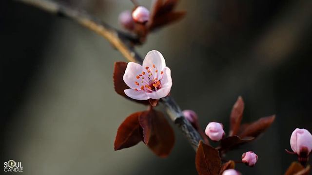 Japanese Koto Music - Cherry Blossoms - Beautiful Japanese Koto & Flute Music смотреть онлайн