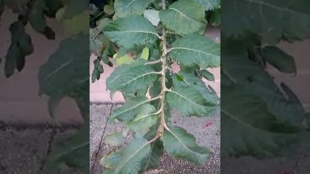 Salix caprea Salicacées-Saule Marsault смотреть онлайн