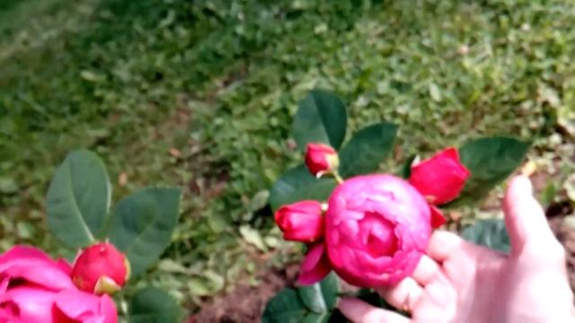 Обзор розы "Аскот" (Ascot) смотреть онлайн