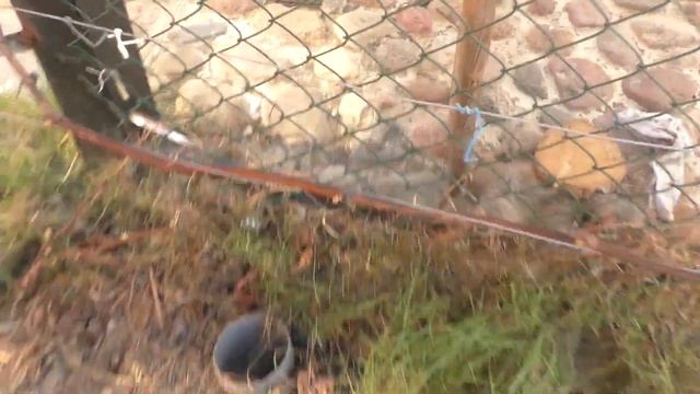 Особенности формировки винограда. Просто о сложном смотреть онлайн