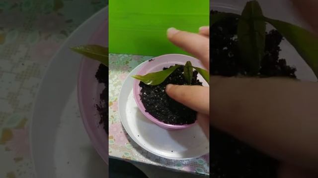 Сажаем росток Манго смотреть онлайн