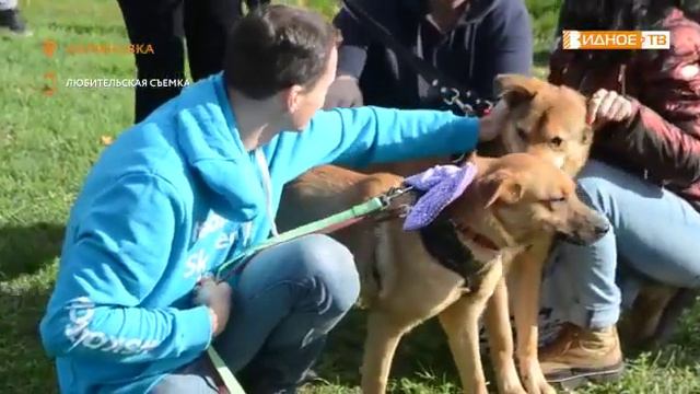 Приют. Выставка собак. Поиск дома для хвостиков смотреть онлайн
