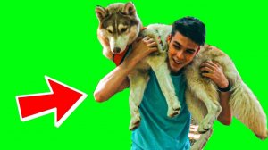 У МЕНЯ ЕСТЬ РАБ!! (Хаски Бублик) Говорящая собака Mister Booble