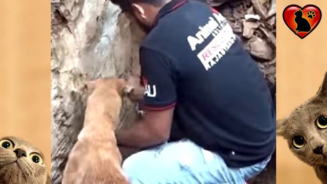 Собака Отчаянно Искала Своих Щенков в Руинах Рухнувшего Дома!!! смотреть онлайн