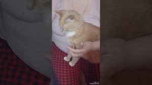 КАК ДАТЬ КОШКЕ ОЧЕНЬ ГОРЬКОЕ ЛЕКАРСТВО БЕЗ СТРЕССА!