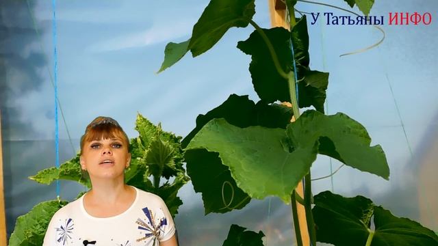 УСЫ ОГУРЦОВ! Надо ли обрезать обрывать усы у огурцов? смотреть онлайн