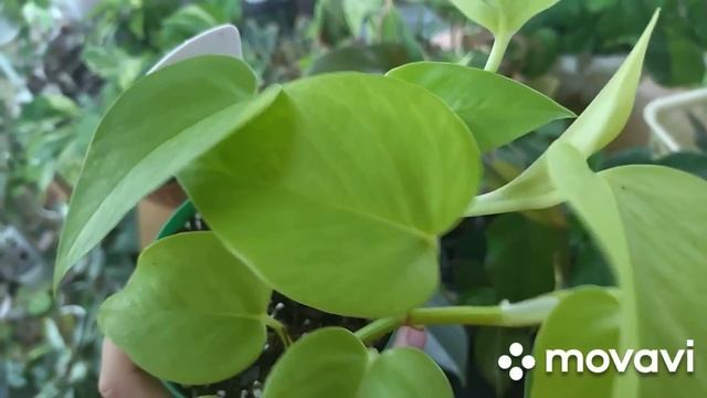 Излишки комнатных растений. Цветы почтой. 11 мая 2023 г смотреть онлайн