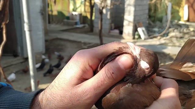 Бойные Голуби. Г. Рустави, В гостях у Байрама. 10.02.21 Грузия