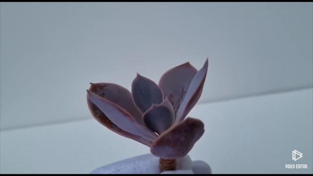 Echeveria Perle von Nurnberg смотреть онлайн