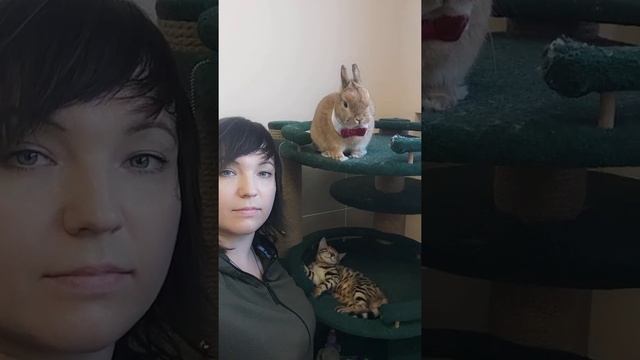 Кролик карликовый минор "Трон", бенгальский котенок "Катрина" и я))) смотреть онлайн