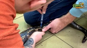 ТРОЕ МУЖИКОВ ДУШАТ ПИТОНА / БЕРЕМ АНАЛИЗЫ У BIG MAMA