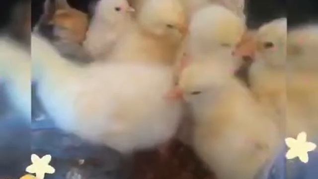 Подари улыбку лету. Юные техники. смотреть онлайн