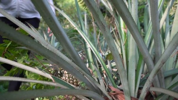Harvest Pineapple And Goes To The Market Sell - Green Forest Farm, Free Bushcraft Build Garden