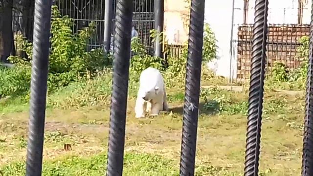 Гуля гуляет и отдыхает..........Gulya walks and rests........19.09.2020 г смотреть онлайн