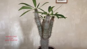 Обзор ?пахиподиума? #кактусы #комнатныецветы