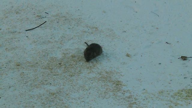 УШЛА КРАСИВО, ПО-АНГЛИЙСКИЙ. смотреть онлайн