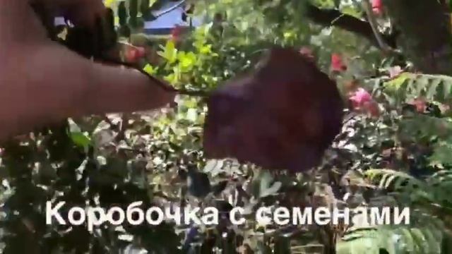 ???ЦВЕТЫ ГРЕЦИИ. ЖАКАРАНДА ? Фиалковое дерево? смотреть онлайн