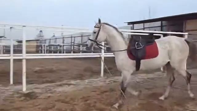 Арабский жеребец Адамус смотреть онлайн