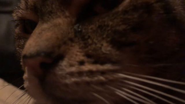 pov you are a hand petting a cat смотреть онлайн