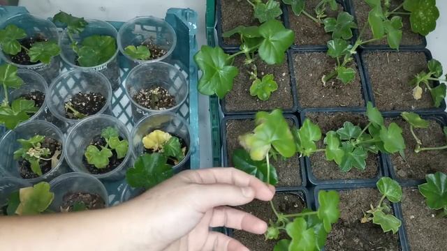 Позднее черенкование бегонии и пеларгонии. Неудачи бывают смотреть онлайн