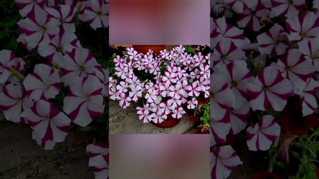 Петуния Изи Вэйв Бургунди Стар смотреть онлайн