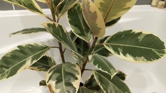 у фикуса чернеют листья! перелив смотреть онлайн