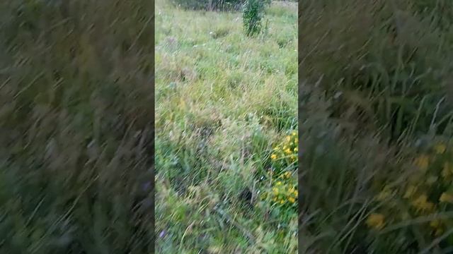 Иду туда, куда глаза глядят. смотреть онлайн