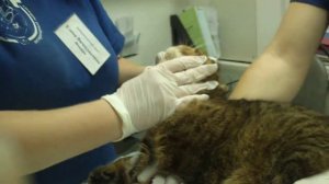 как дать таблетку кошке