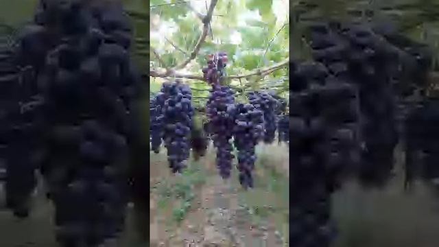 Виноградный сад ? в городе Турсунзаде ?Таджикистан смотреть онлайн