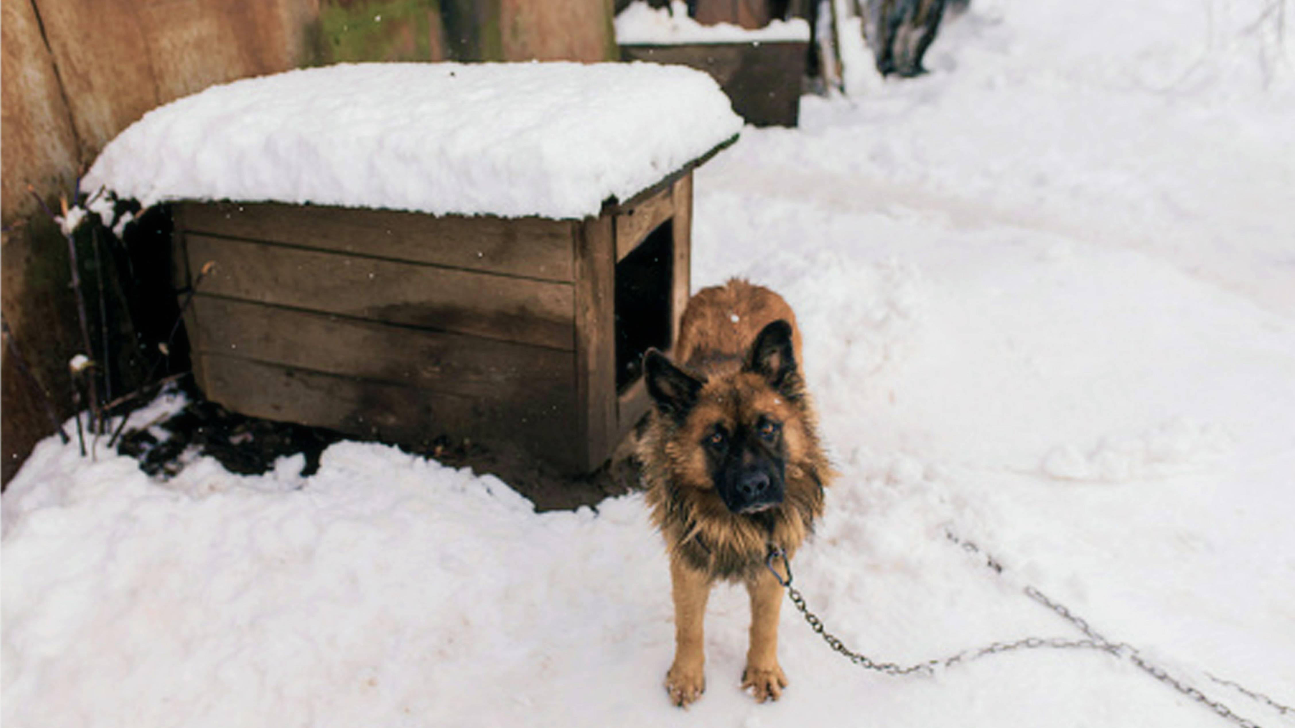 Собака не заходила в будку и спала на снегу. Заглянув внутрь, хозяин закричал от страха! смотреть онлайн