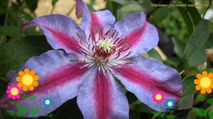 Клематис гибридный Акаиши. Краткий обзор, описание характеристик clematis Akaishi