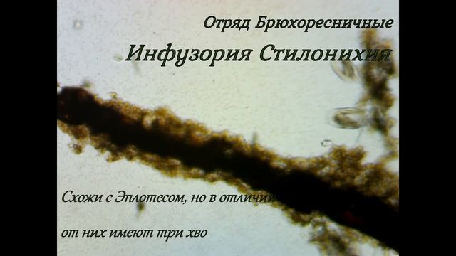 Мир в капле воды под микроскопом смотреть онлайн