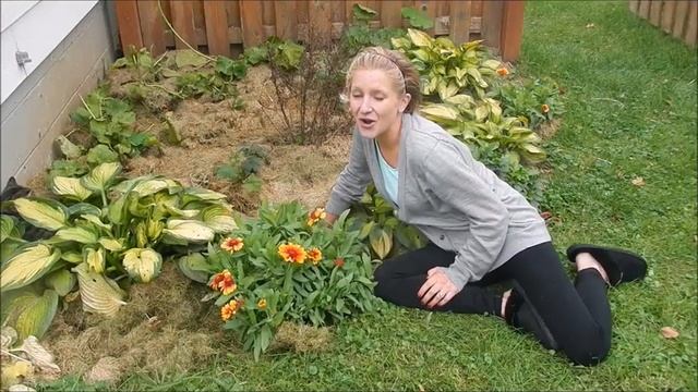 Gaillardia × grandiflora - Blanket Flower смотреть онлайн